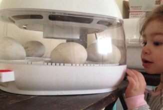 Hatching Goose Eggs